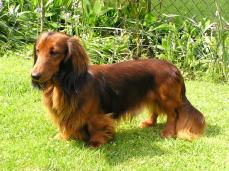 Dackel - Dachshund